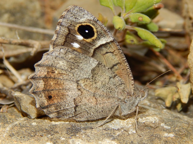 Hipparchia neomiris